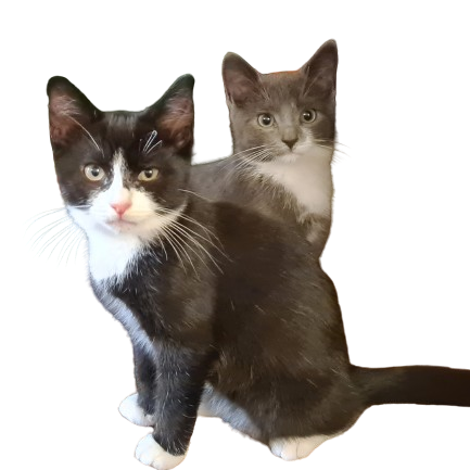 two kittens pictured 